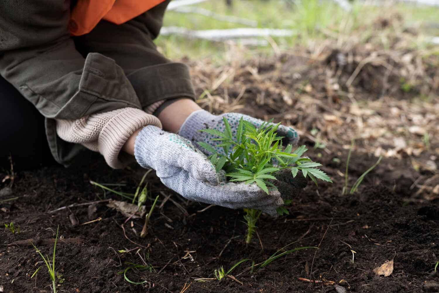 The Steps Involved in Our Tree Care Process in Banning, CA